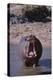 Yawning Hippopotamus-DLILLC-Premier Image Canvas