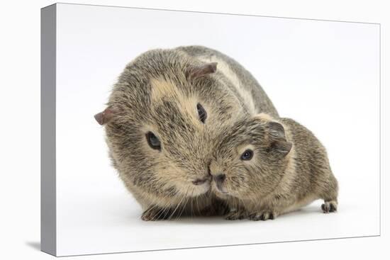 Yellow-Agouti Adult and Baby Guinea Pigs-Mark Taylor-Premier Image Canvas