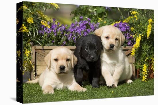 Yellow and Black Labrador Puppies-null-Premier Image Canvas