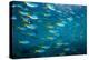 Yellow and blueback fusilier shoal, Andaman Sea, Thailand-Georgette Douwma-Premier Image Canvas