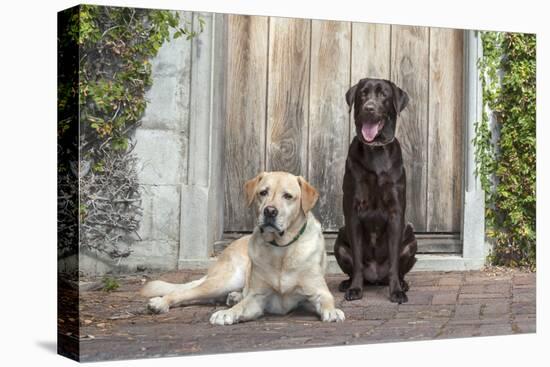 Yellow and Chocolate Labrador Retrievers sitting on rock patio-Zandria Muench Beraldo-Premier Image Canvas