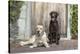 Yellow and Chocolate Labrador Retrievers sitting on rock patio-Zandria Muench Beraldo-Premier Image Canvas