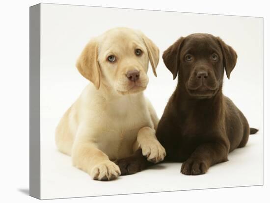 Yellow and Chocolate Retriever Pups Lying Down Together-Jane Burton-Premier Image Canvas