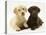 Yellow and Chocolate Retriever Pups Lying Down Together-Jane Burton-Premier Image Canvas
