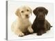 Yellow and Chocolate Retriever Pups Lying Down Together-Jane Burton-Premier Image Canvas
