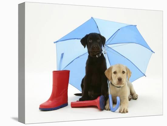 Yellow and Chocolate Retriever Pups with Wellies under a Blue Umbrella-Jane Burton-Premier Image Canvas