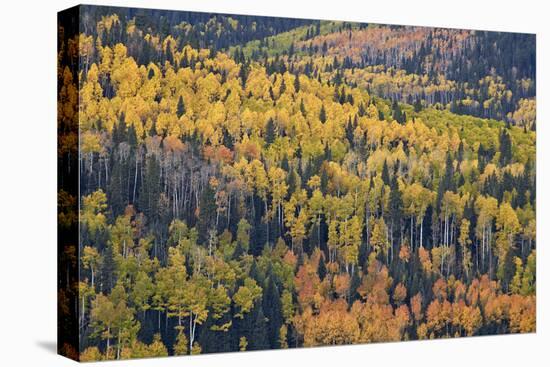 Yellow and Orange Hillside of Aspen in the Fall, Uncompahgre National Forest, Colorado, Usa-James Hager-Premier Image Canvas