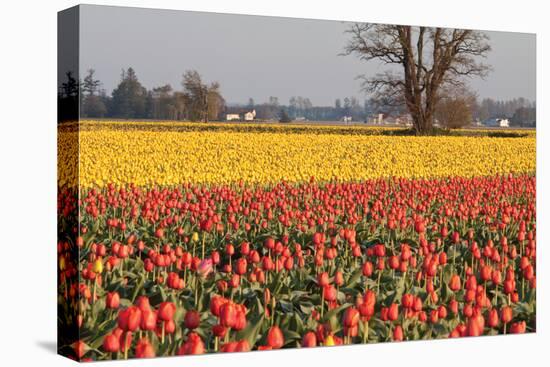 Yellow and Orange Tulips I-Dana Styber-Premier Image Canvas