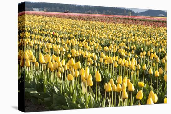 Yellow and Orange Tulips II-Dana Styber-Premier Image Canvas