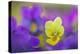 Yellow and purple forms of Mountain Pansy, UK-Alex Hyde-Premier Image Canvas