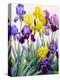 Yellow and Purple Irises-Christopher Ryland-Premier Image Canvas