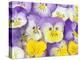 Yellow and Purple Pansies-Linda Burgess-Premier Image Canvas