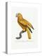 Yellow and Red Parrot, C.1801-05-Jacques Barraband-Premier Image Canvas