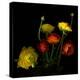 Yellow and Red Ranunculus-Magda Indigo-Premier Image Canvas