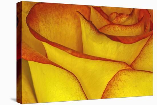Yellow and red rose.-Adam Jones-Premier Image Canvas