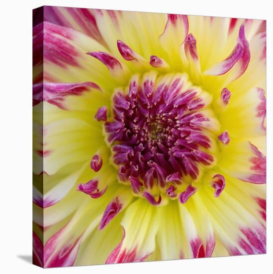Yellow and red speckled dahlia-Clive Nichols-Premier Image Canvas