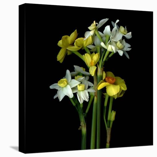Yellow and White Daffodil Bouquet-Magda Indigo-Premier Image Canvas