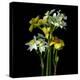 Yellow and White Daffodil Bouquet-Magda Indigo-Premier Image Canvas