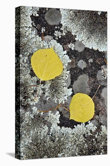 Yellow Aspen Leaves on a Lichen-Covered Rock in the Fall-James Hager-Premier Image Canvas