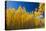 Yellow Aspen Trees Contrast Blue Sky Background-deberarr-Premier Image Canvas
