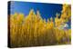 Yellow Aspen Trees Contrast Blue Sky Background-deberarr-Premier Image Canvas