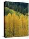 Yellow Aspens, Colorado, USA-Jean Brooks-Premier Image Canvas