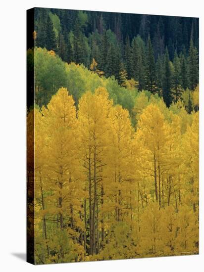 Yellow Aspens, Colorado, USA-Jean Brooks-Premier Image Canvas