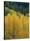 Yellow Aspens, Colorado, USA-Jean Brooks-Premier Image Canvas