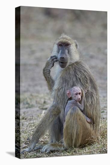 Yellow baboon mother and days-old infant, Ruaha National Park, Tanzania, East Africa, Africa-James Hager-Premier Image Canvas