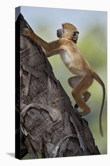 Yellow baboon (Papio cynocephalus), juvenile climbing a palm tree, Selous Game Reserve, Tanzania, E-James Hager-Premier Image Canvas