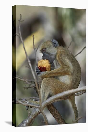 Yellow baboon (Papio cynocephalus) juvenile eating a duom palm fruit, Selous Game Reserve, Tanzania-James Hager-Premier Image Canvas