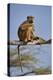 Yellow baboon (Papio cynocephalus), Selous Game Reserve, Tanzania, East Africa, Africa-James Hager-Premier Image Canvas