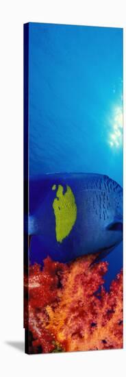 Yellow-Banded Angelfish with Soft Corals in the Ocean-null-Premier Image Canvas