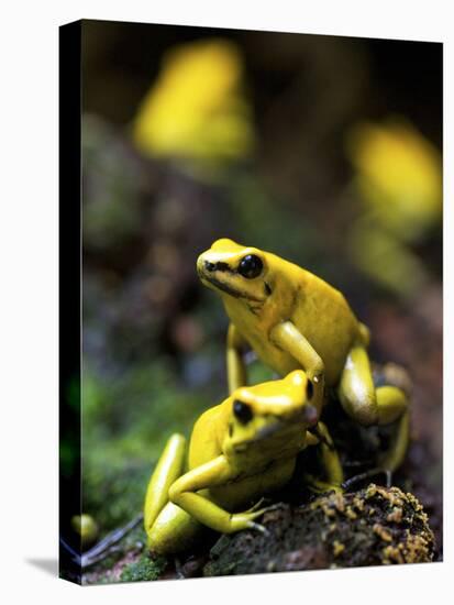 Yellow-Banded Poison Dart Frog (Dendrobates Leucomelas), South America-Andres Morya Hinojosa-Premier Image Canvas