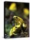 Yellow-Banded Poison Dart Frog (Dendrobates Leucomelas), South America-Andres Morya Hinojosa-Premier Image Canvas
