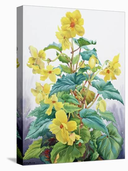 Yellow Begonia 2, 2019 (Watercolour on Paper)-Christopher Ryland-Premier Image Canvas
