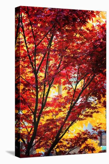 Yellow Behind Red-Philippe Sainte-Laudy-Premier Image Canvas