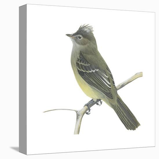 Yellow-Bellied Elaenia (Elaenia Flavogaster), Birds-Encyclopaedia Britannica-Stretched Canvas