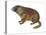 Yellow-Bellied Marmot (Marmota Flaviventris), Mammals-Encyclopaedia Britannica-Stretched Canvas