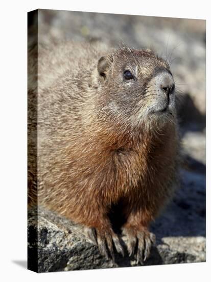 Yellow-Bellied Marmot (Marmota Flaviventris), Shoshone Nat'l Forest, Wyoming, USA-James Hager-Premier Image Canvas