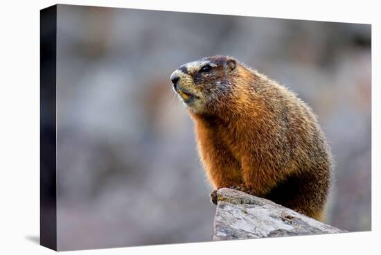 Yellow Bellied Marmot-null-Stretched Canvas