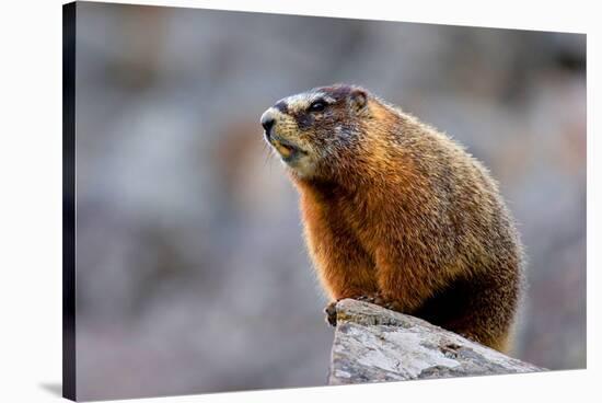 Yellow Bellied Marmot-null-Stretched Canvas