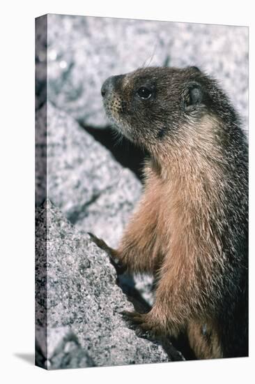 Yellow-Bellied Marmot-George D Lepp-Premier Image Canvas