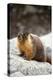 Yellow-Bellied Marmot-Kevin Schafer-Premier Image Canvas