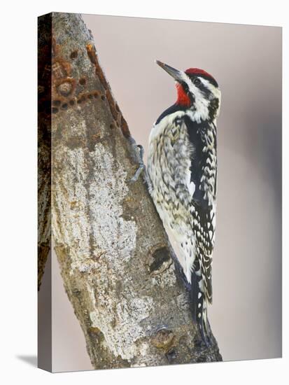 Yellow-Bellied Sapsucker, Texas, USA-Larry Ditto-Premier Image Canvas