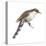 Yellow-Billed Cuckoo (Coccyzus Americanus), Birds-Encyclopaedia Britannica-Stretched Canvas