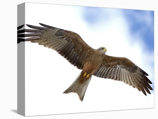 Yellow-Billed Kite in Flight with Full Wingspread-Arthur Morris-Premier Image Canvas