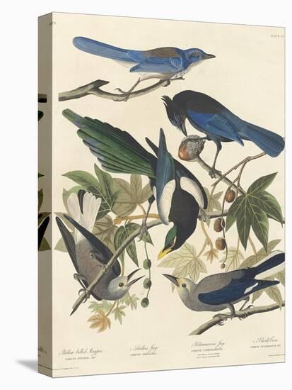 Yellow-billed Magpie, Stellers Jay, Ultramarine Jay and Clark's Crow, 1837-John James Audubon-Premier Image Canvas