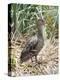 Yellow-billed Pintail a species endemic to South Georgia Island, in typical Tussock habitat.-Martin Zwick-Premier Image Canvas