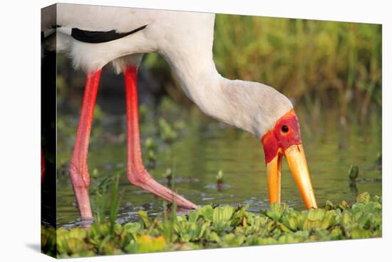 Yellow-Billed Stork Feeding in a Backwater of the Rufiji River, Selous Game Reserve, Tanzania-William Gray-Premier Image Canvas